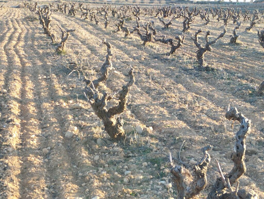 Vinea Clausa Bodega - Fuenterrobles